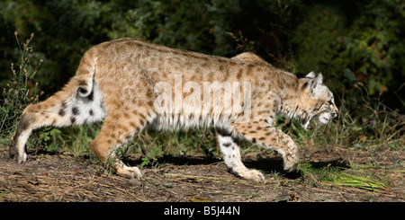 Stalking bobcat in corrispondenza di un bordo di una foresta - condizioni controllate Foto Stock