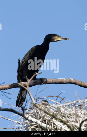 Cormorano - Phalacrocorax carbo Foto Stock