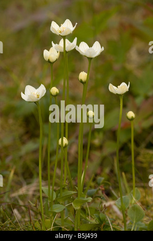 Erba di Parnassus Parnassia palustris fiore in Scozia Foto Stock