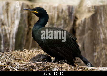 Il marangone dal ciuffo (phalacrocorax aristotelis) con ceci su il suo nido nel farne isole. Foto Stock