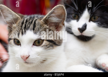 Gatti seduto su una donna di giro Foto Stock