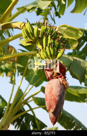 Banana Flower e mazzetto Foto Stock