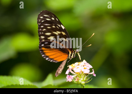 Ismenius Longwing butterfly Foto Stock