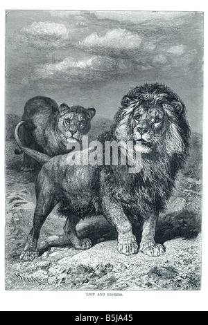 Lion leonessa big cat Foto Stock
