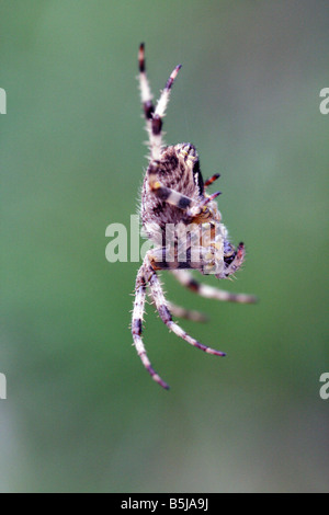 Giardino inglese spider seduta sul suo web Foto Stock