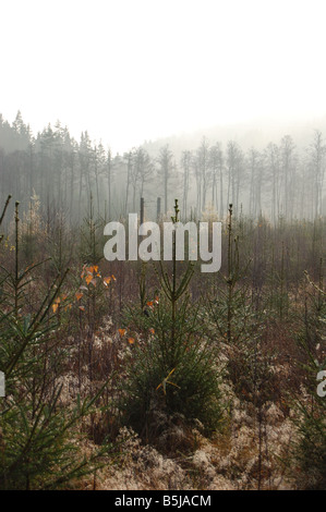 La foresta di conifere cancellazione nella nebbia Foto Stock