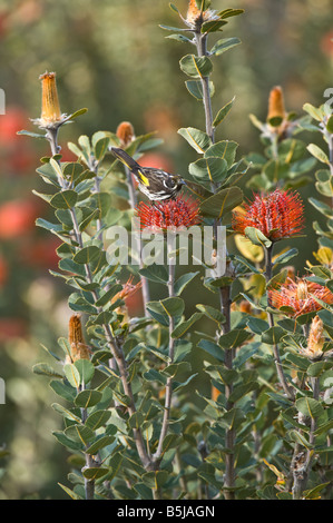 New Holland Honeyeater Phylodonyris novaehollandiae alimentazione su Scarlet Banksia Banksia ciccinia Banksia Farm Mt Barker Australia Foto Stock