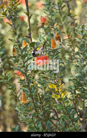 New Holland Honeyeater Phylodonyris novaehollandiae alimentazione su Scarlet Banksia Banksia ciccinia Banksia Farm Mt Barker Australia Foto Stock