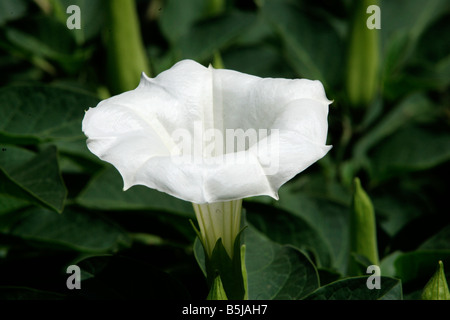 Una bella fioritura lanuginosa Thorn Impianto di Apple Foto Stock