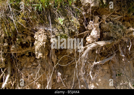 Radici di albero in un burrone in Polonia Roztocze Foto Stock