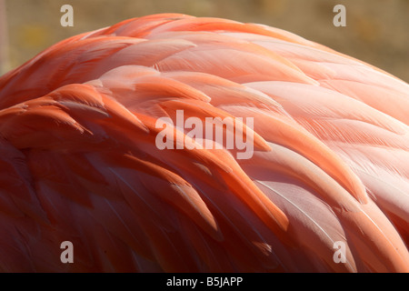 Le piume di un fenicottero rosa Foto Stock