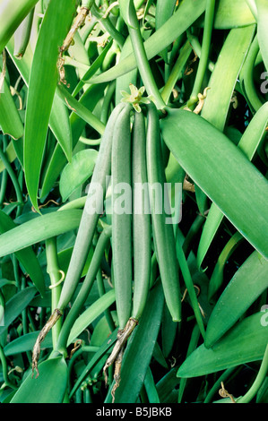 Baccelli di vaniglia maturazione sulle vite. Foto Stock