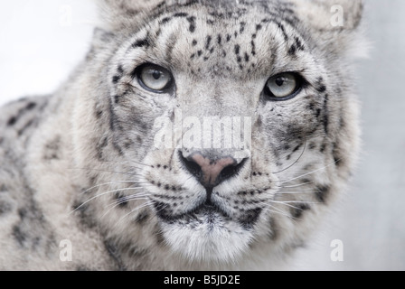 SNOW LEOPARD Panthera uncia Foto Stock