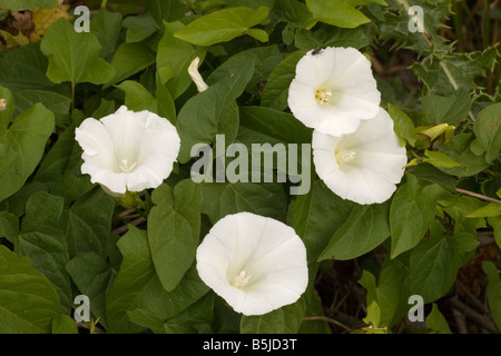 Hedge centinodia Calystegia sepium Dorset Foto Stock