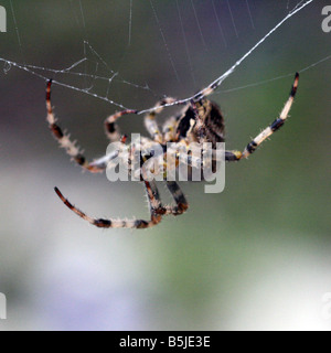 Giardino inglese spider seduta sul suo web Foto Stock