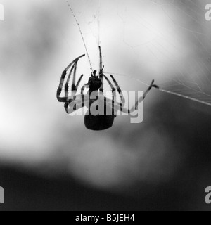 Giardino inglese spider seduta sul suo web Foto Stock