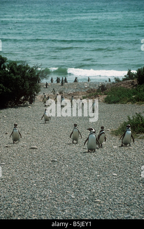 I pinguini di magellano Spheniscus magellanicus sfeniscidi tornando dal mare dopo la pesca Argentina