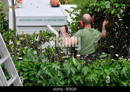 Uomo che lavora in un'alta siepe del giardino di alloro per potare l'altezza posteriore dei rami con appaltatori di arboricoltura firma sul suo camion parcheggiato Essex England UK Foto Stock