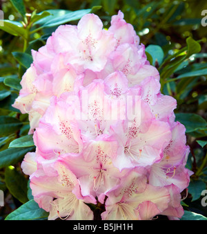 Rhododendron 'Galactinum' Foto Stock