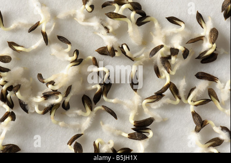 I semi di lattuga su una carta da filtro bagnata con radicles ben sviluppato Foto Stock