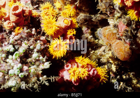 Zoantharia. Coralli pietroso. Dendrophylliidae. Faulkners Corallo. Tubastraea Faulkneri. La vita marina delle Maldive. Foto Stock