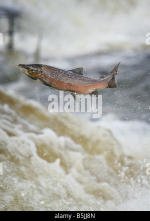 Il salmone selvatico saltando a monte alla Philiphaugh cauld vicino a Selkirk in Scottish Borders Foto Stock