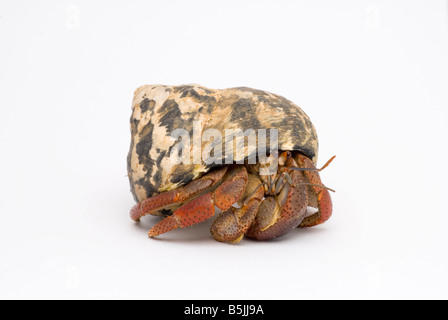 Terra Granchio eremita variabilis clypeatus Foto Stock