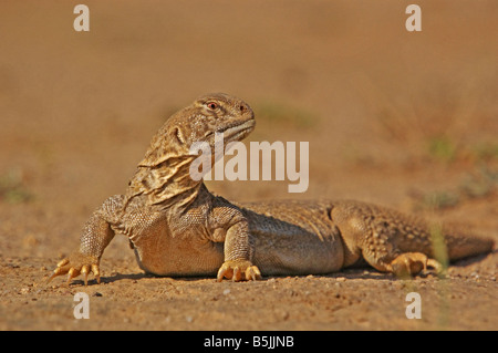 Spinosa lucertola codato Uromastyx hardwickii sul terreno nel deserto di Kutch, in Gujarat, India Foto Stock