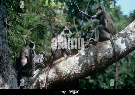 Grigio o Hanuman langur Presbytis entellus Cercopithecidae femmine con neonati Sri Lanka Foto Stock