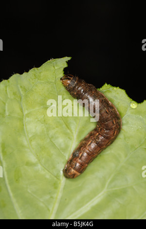 CUTWORM LARVA DI GIALLO UNDERWING MOTH alimentazione su cavolo di notte Foto Stock