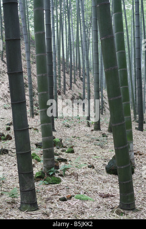 Nella foresta di bamboo Foto Stock