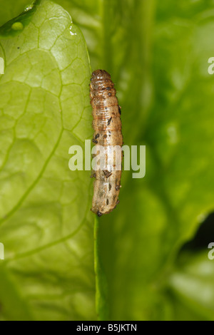 CUTWORM LARVA DI GIALLO UNDERWING MOTH alimentare su Lattuga di notte Foto Stock