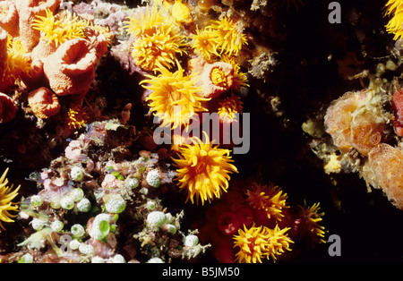 Faulkners Corallo. Dendrophylliidae. Tubastraea Faulkneri. Coralli pietroso. Zoantharia. La vita marina delle Maldive. Foto Stock