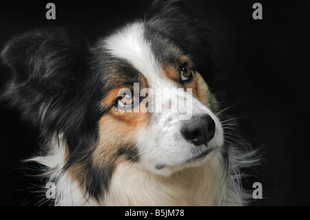 Un Border Collie guardando verso l'alto. Foto Stock