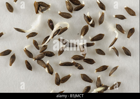I semi di lattuga su una carta da filtro bagnata inizio a germogliare con diversa lunghezza radicle Foto Stock