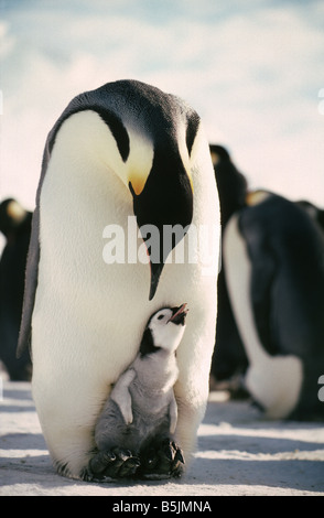 Pinguino imperatore chick in custodia di covata, Scotto Ice Shelf, Mare di Weddell, Antartide. Foto Stock