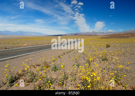 Fioritura di fiori selvatici lungo una strada nel deserto di Mojave, California Foto Stock