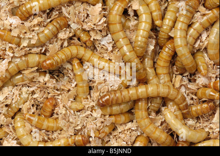 Giallo mealworm Tenebrio molitor larve di coleottero Foto Stock