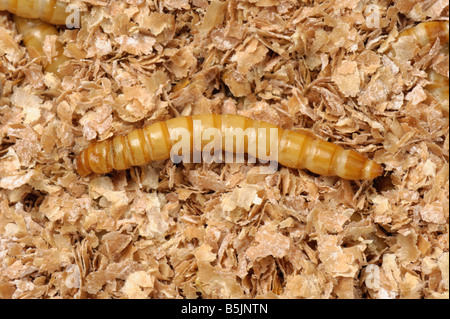 Giallo mealworm Tenebrio molitor beetle larva Foto Stock
