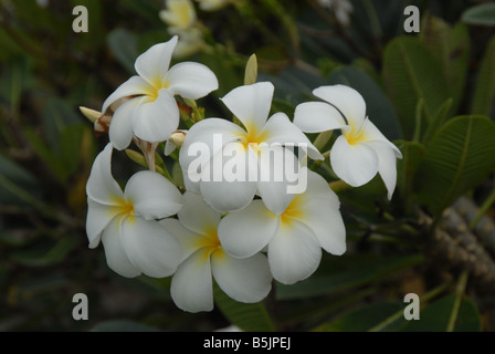 Ruba Frangipani-Plumeria"botanica, Frangipani, 'Plumeria rubra', fiori e boccioli, in filiali, crescendo, rosso, fioritura, fioritura, Foto Stock