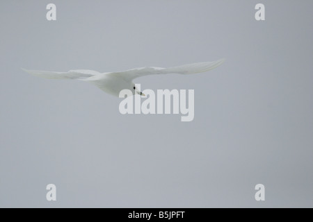 Gabbiano avorio, Pagophila eburnea, in volo nell'Artico Foto Stock