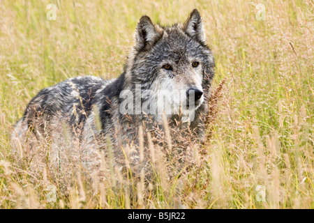 Un lone maschio alfa lupo grigio sta da solo in un campo di tall erba selvatica nel Montana Foto Stock