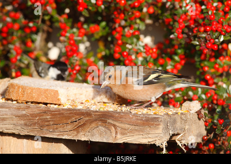Fringuello Fringilla coelebs maschio sulla tabella degli uccelli Foto Stock