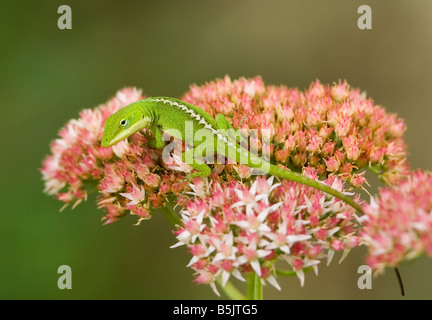Green Anole Lizard Anolis carolinensis Foto Stock
