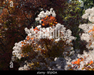 Fumo eurasiatica tree (Cotinus coggygria) Foto Stock