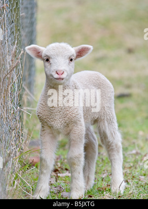 Grande immagine di un simpatico baby agnello Foto Stock