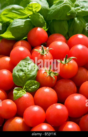 Appena raccolto i giardinieri di deliziare i pomodori e basilico REGNO UNITO Foto Stock