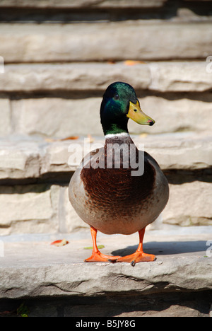 Un singolo Mallard duck in piedi su una scalinata di pietra. Foto Stock