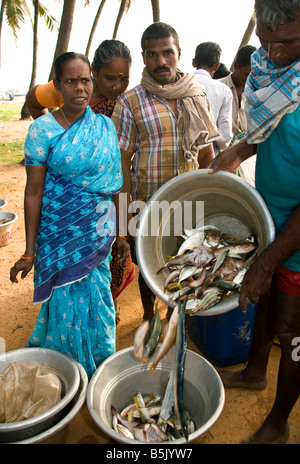 Per i sopravvissuti dello tsunami - donne e mogli di pesca Thalanguda comunità sorta vendere loro familys dailcatch ai mercanti di pesce sulla spiaggia Foto Stock