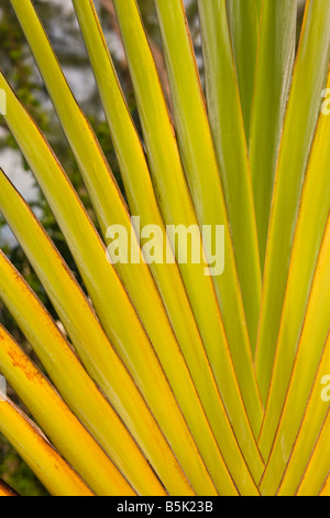 CAYE CAULKER BELIZE dettaglio della ventola Palm tree frond. Foto Stock